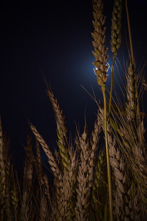 Early Wheat (3 of 4)