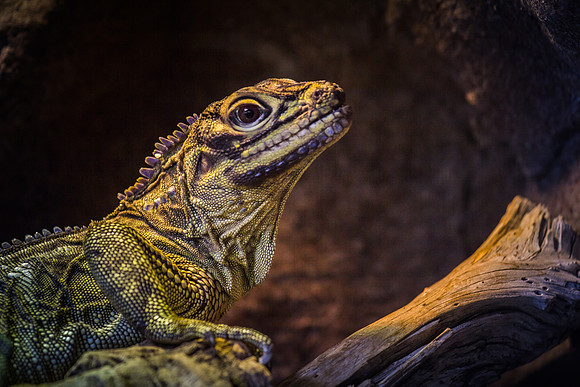 denver zoo 09082014-14