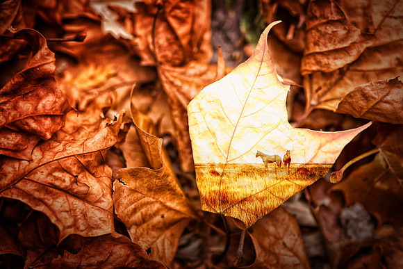 leaves of the prairies