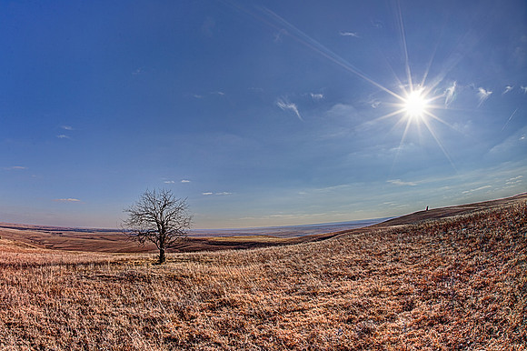 Teter Rock - single tree